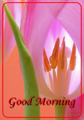 Saturday Greetings Greeting Cards 15280