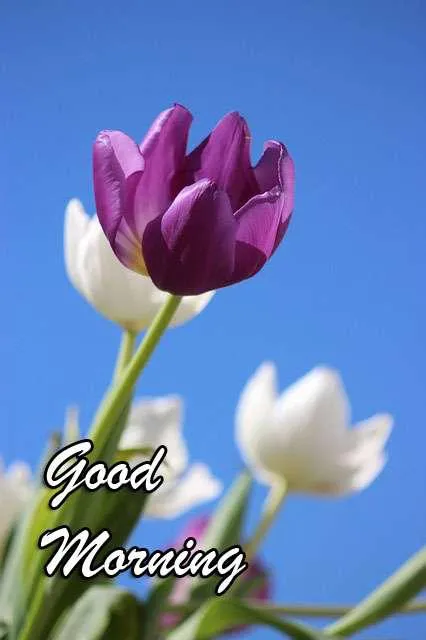 Good Morning Wishes Greeting Cards 7154