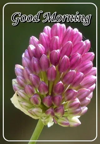 Saturday Greetings Greeting Cards 15296