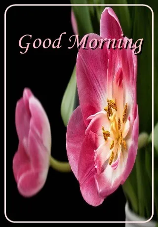 Saturday Greetings Greeting Cards 15284