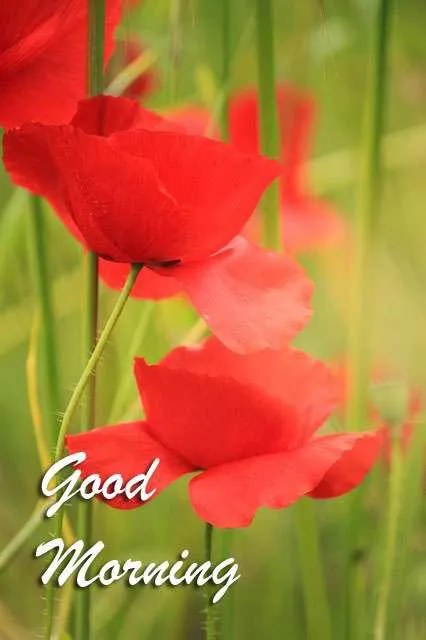 Good Morning Wishes Greeting Cards 7152