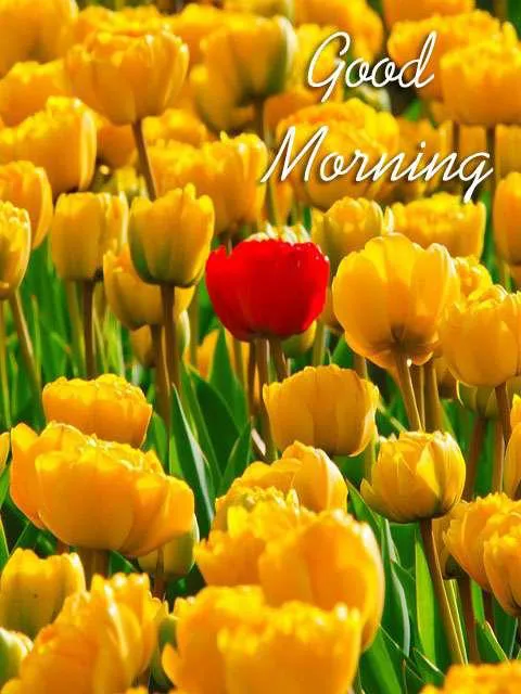 Good Morning Wishes Greeting Cards 7153