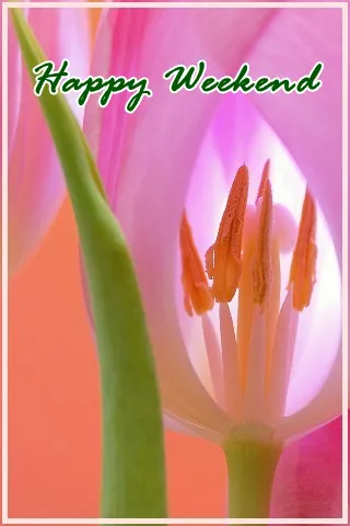 Weekend Greetings Greeting Cards 50711