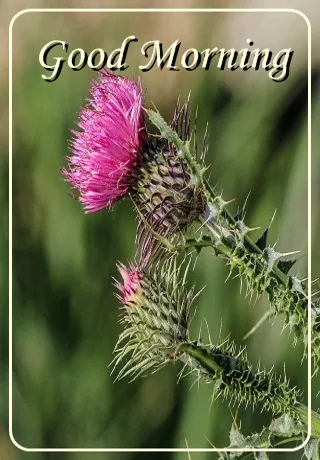 Saturday Greetings Greeting Cards 15319