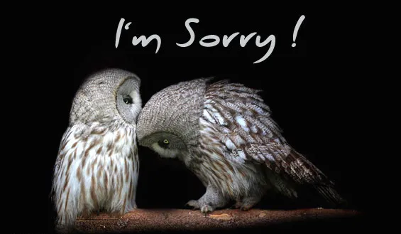 I Am Sorry Greetings Greeting Cards 19393