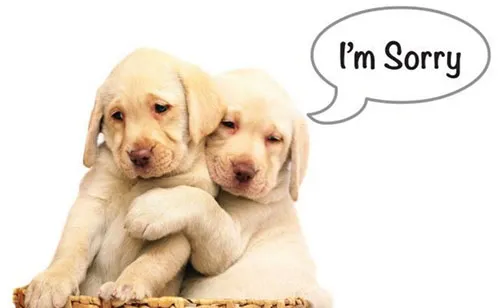 I Am Sorry Greetings Greeting Cards 19392