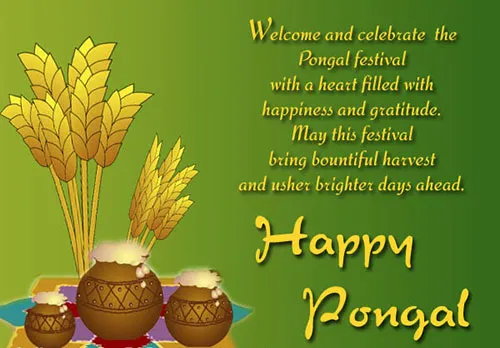 Pongal Greeting Cards 16584