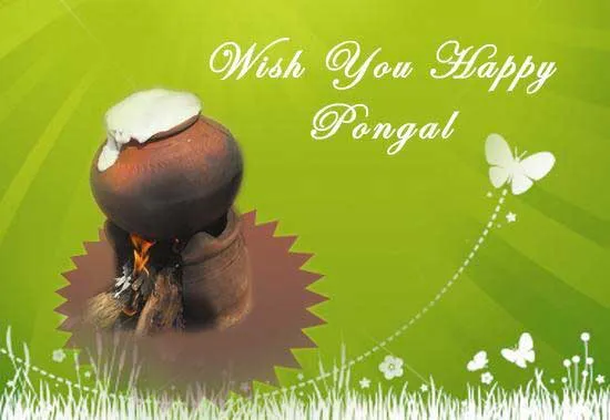 Pongal Greeting Cards 16597