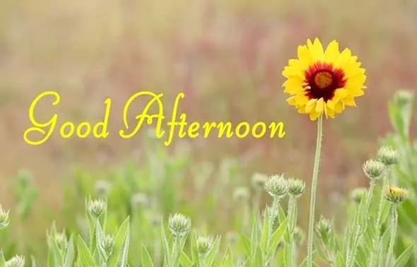 Good Afternoon Greetings Greeting Cards 19742