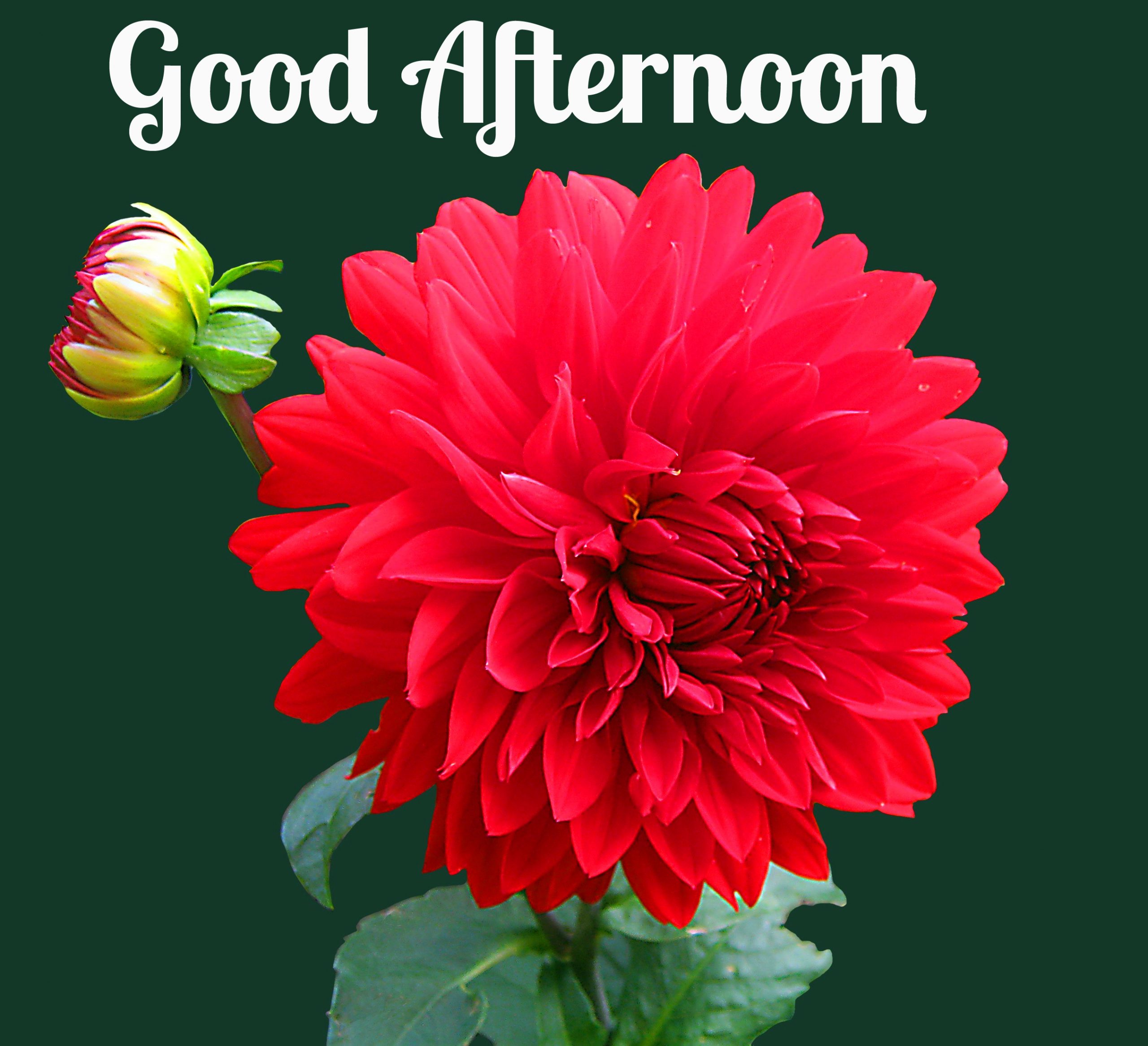Good Afternoon Greetings Greeting Cards 98687