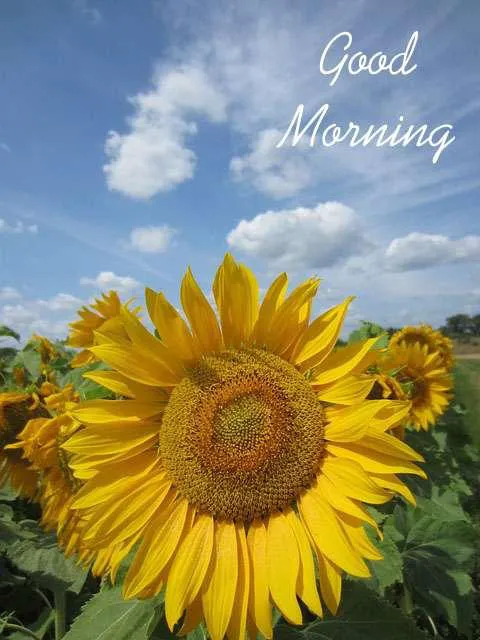 Good Morning Wishes Greeting Cards 7196