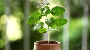 Tulsi Vivha Greeting Cards 