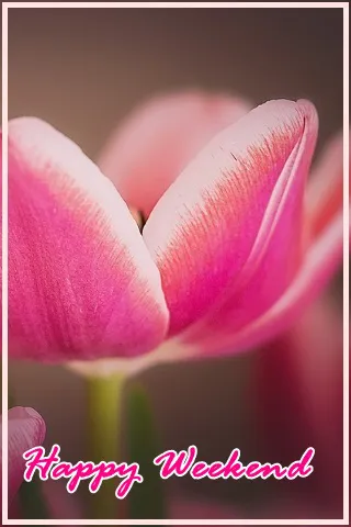 Weekend Greetings Greeting Cards 50695