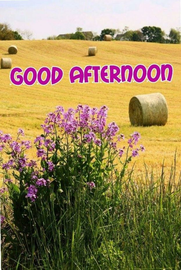 Good Afternoon Greetings Greeting Cards 98688