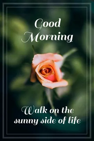 Good Morning Wishes Greeting Cards 25549