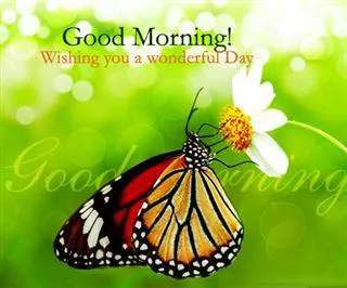 Good Morning Wishes Greeting Cards 6599