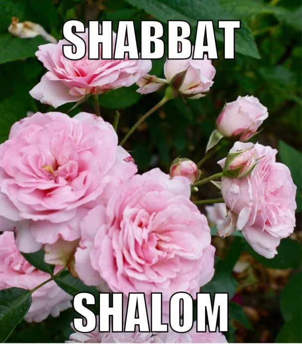 Shabbat Shalom Greeting Cards 51636