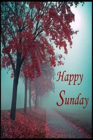 Sunday Greetings Greeting Cards 10097