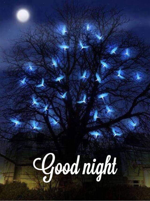 Good Night Greetings Greeting Cards 98851