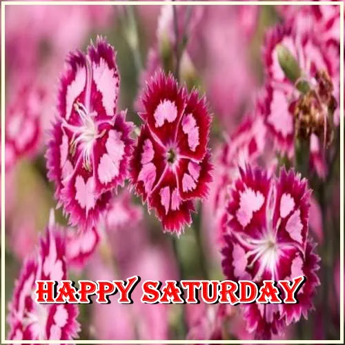 Saturday Greetings Greeting Cards 15333