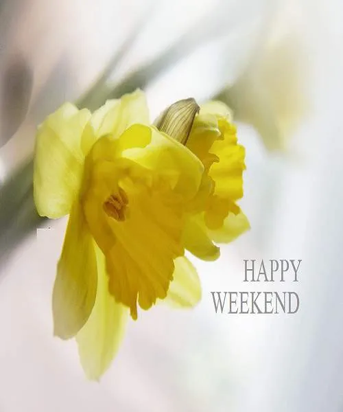 Sunday Greetings Greeting Cards 10104