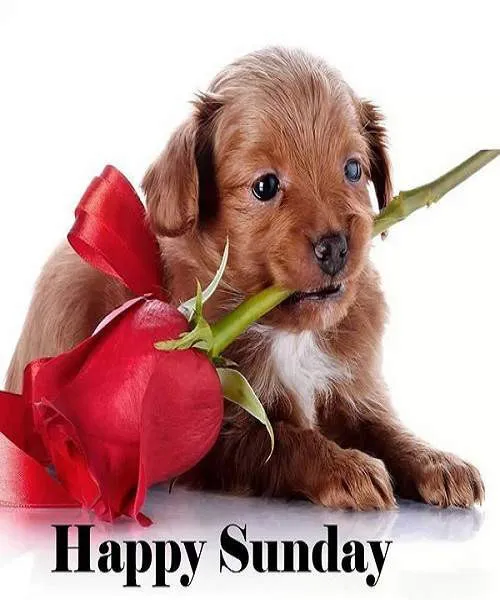Sunday Greetings Greeting Cards 10046