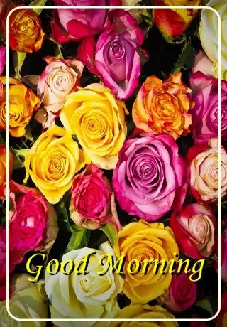Saturday Greetings Greeting Cards 15322