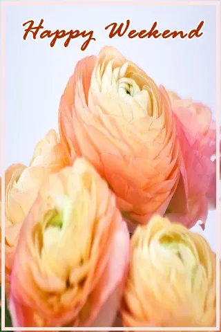 Weekend Greetings Greeting Cards 50730