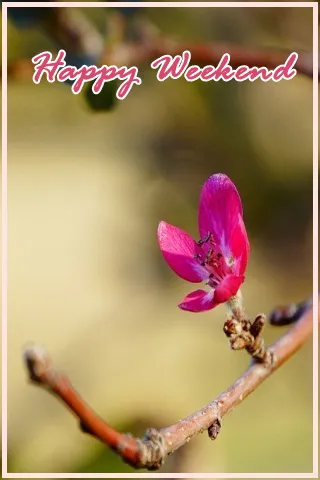 Weekend Greetings Greeting Cards 50721