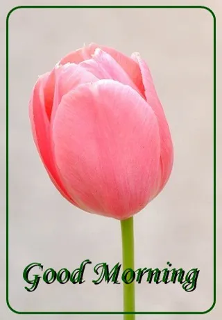 Saturday Greetings Greeting Cards 15279