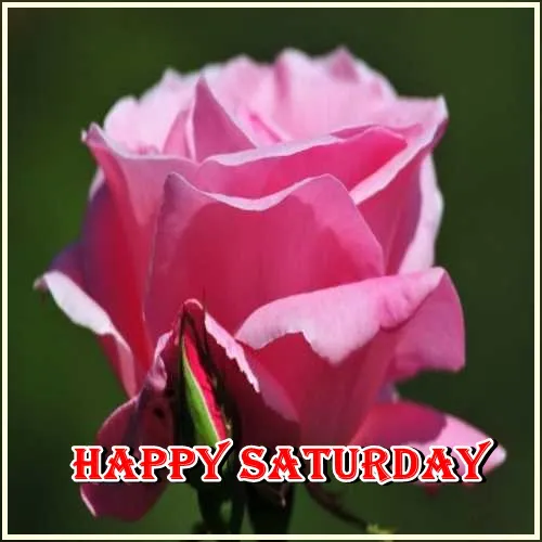 Saturday Greetings Greeting Cards 15277