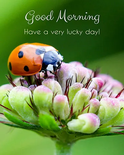 Good Morning Wishes Greeting Cards 25687