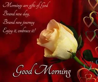 Good Morning Wishes Greeting Cards 6672