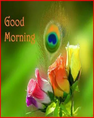 Good Morning Wishes Greeting Cards 6673