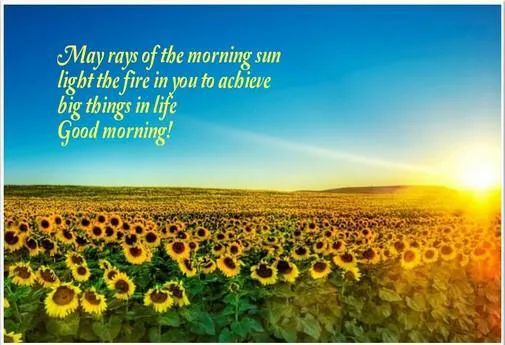 Good Morning Wishes Greeting Cards 7313