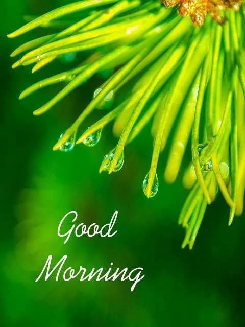Good Morning Wishes Greeting Cards 7168