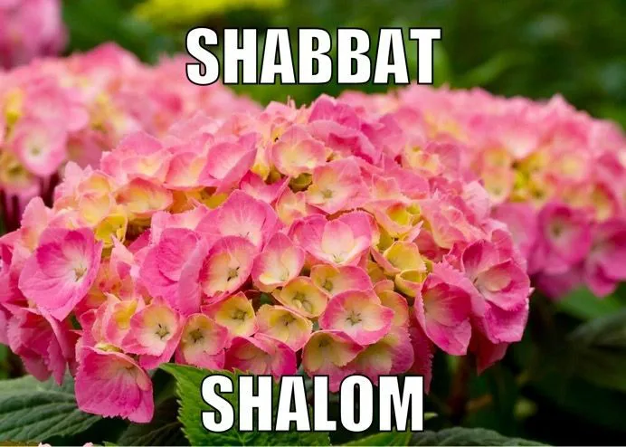 Shabbat Shalom Greeting Cards 51638