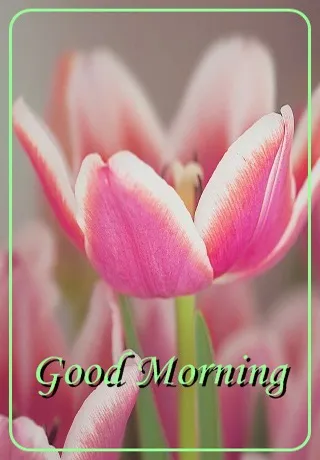 Saturday Greetings Greeting Cards 15299