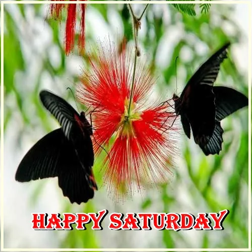 Saturday Greetings Greeting Cards 15324