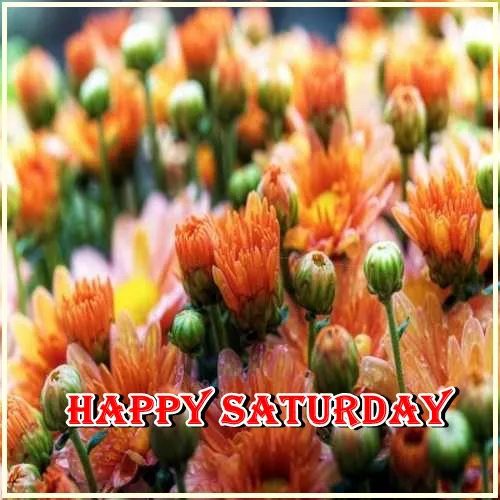 Saturday Greetings Greeting Cards 15288