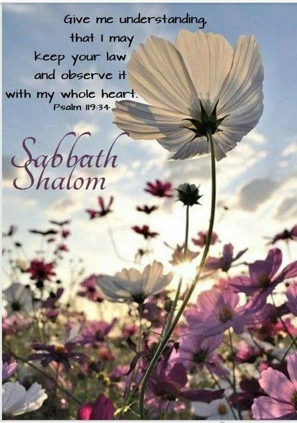 Shabbat Shalom Greeting Cards 51673