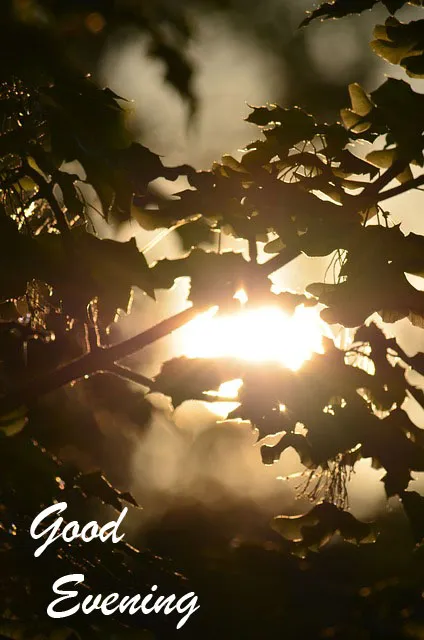 Good Evening Greetings Greeting Cards 8783