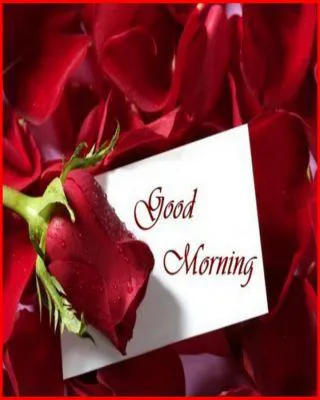 Good Morning Wishes Greeting Cards 6681
