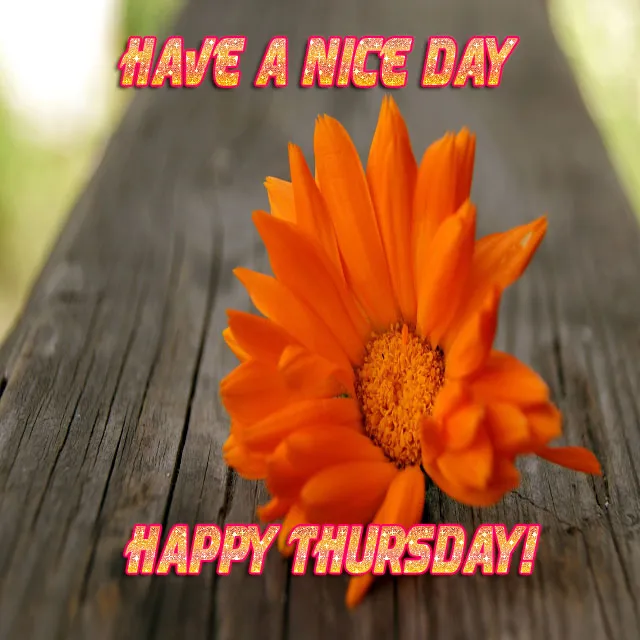 Everyday Greetings Greeting Cards 14551
