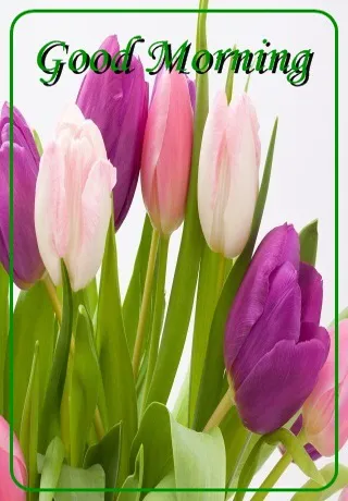 Saturday Greetings Greeting Cards 15301