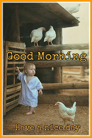 Good Morning Wishes Greeting Cards 25566