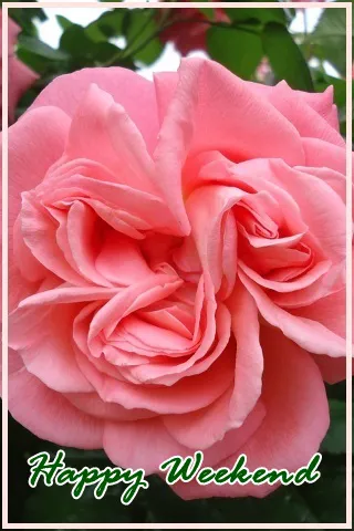 Weekend Greetings Greeting Cards 50741