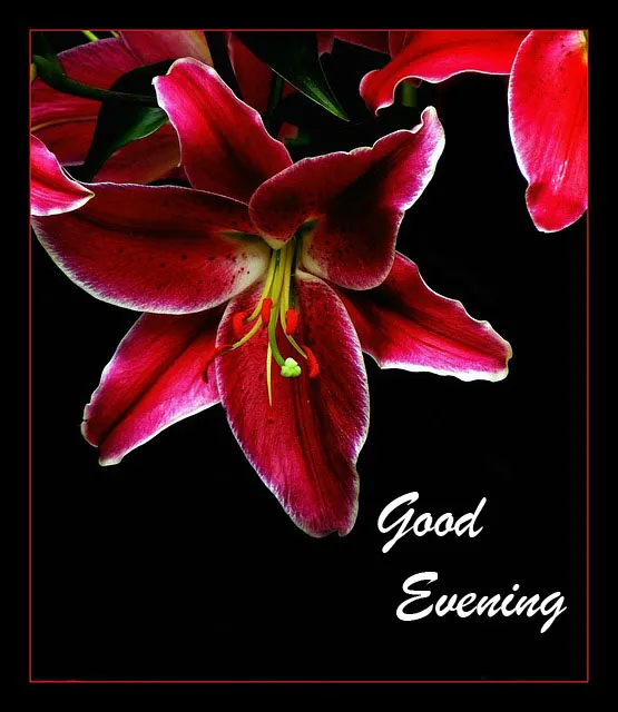 Good Evening Greetings Greeting Cards 8815