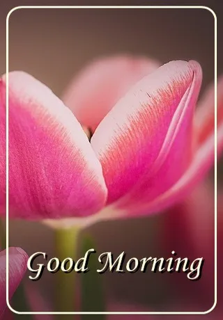 Saturday Greetings Greeting Cards 15281