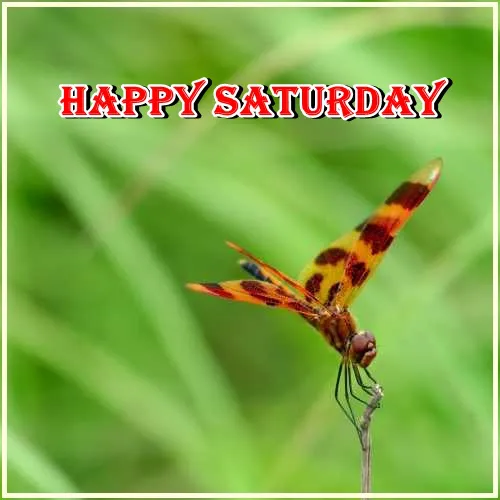 Saturday Greetings Greeting Cards 15308